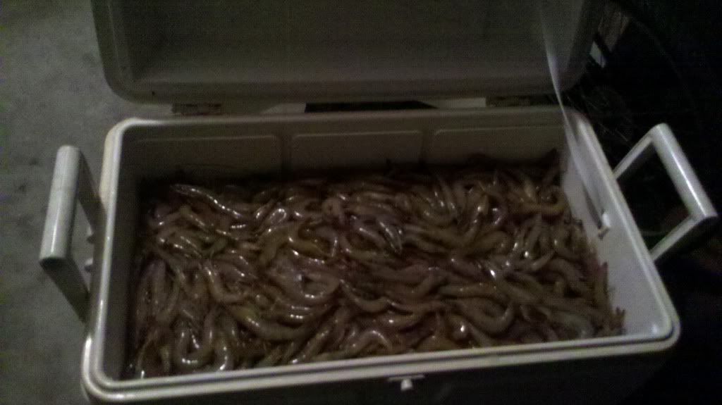 Shrimp Trap? The Hull Truth Boating and Fishing Forum