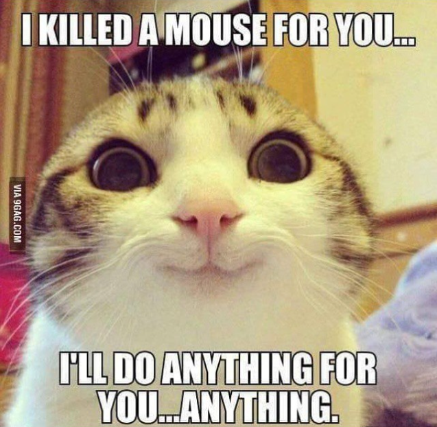 scary%20kitty.png