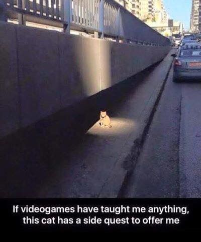 side%20quest%20cat.jpg