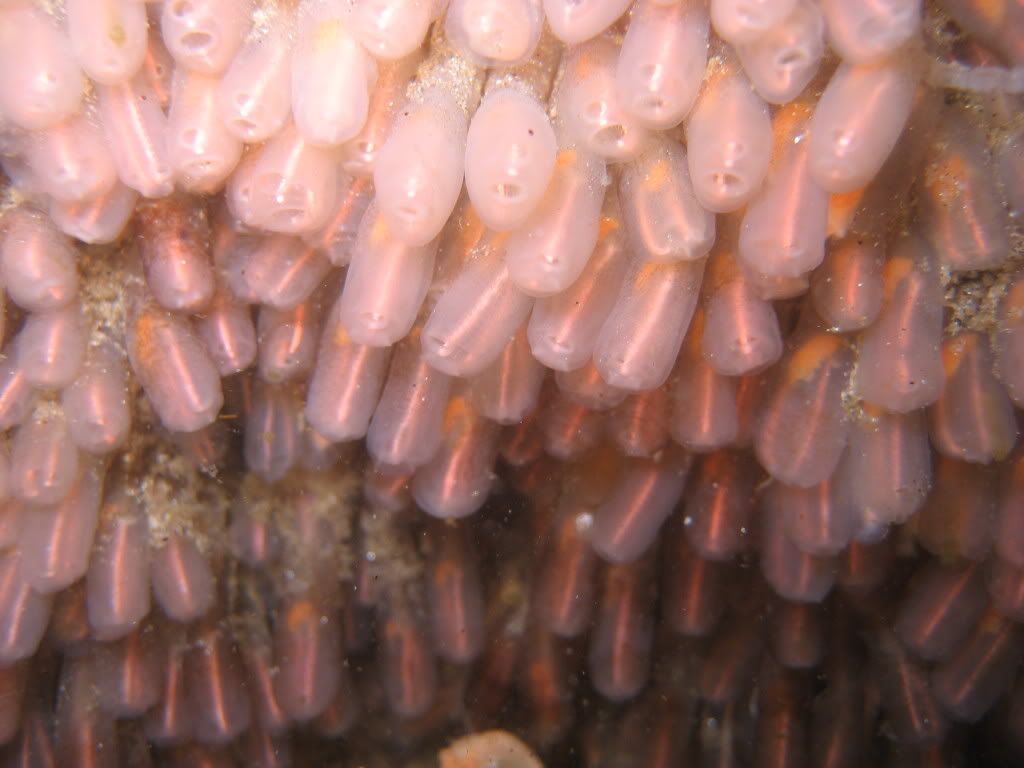 LightbulbTunicates.jpg