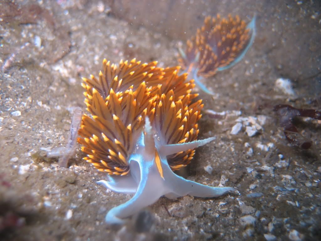 OpalescentNudibranchHermissendac-2.jpg