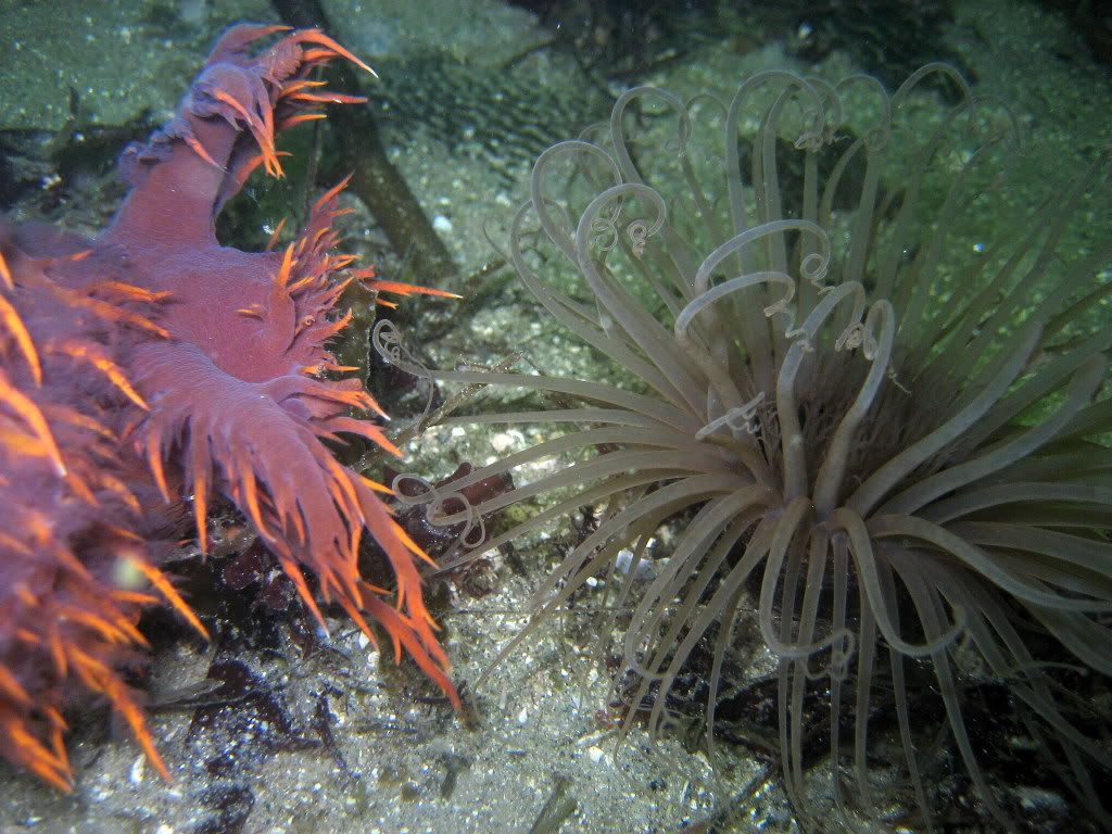 RainbownudibranchDendronotusiris3.jpg