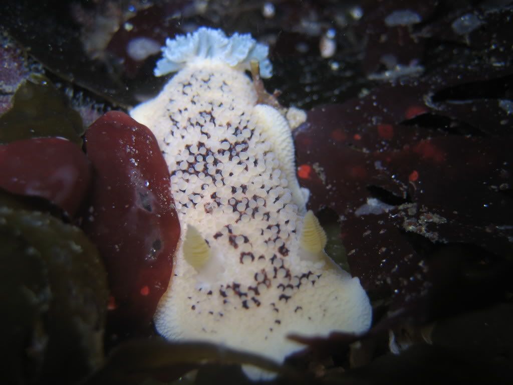 SeaLemonDiaululanobilis5.jpg