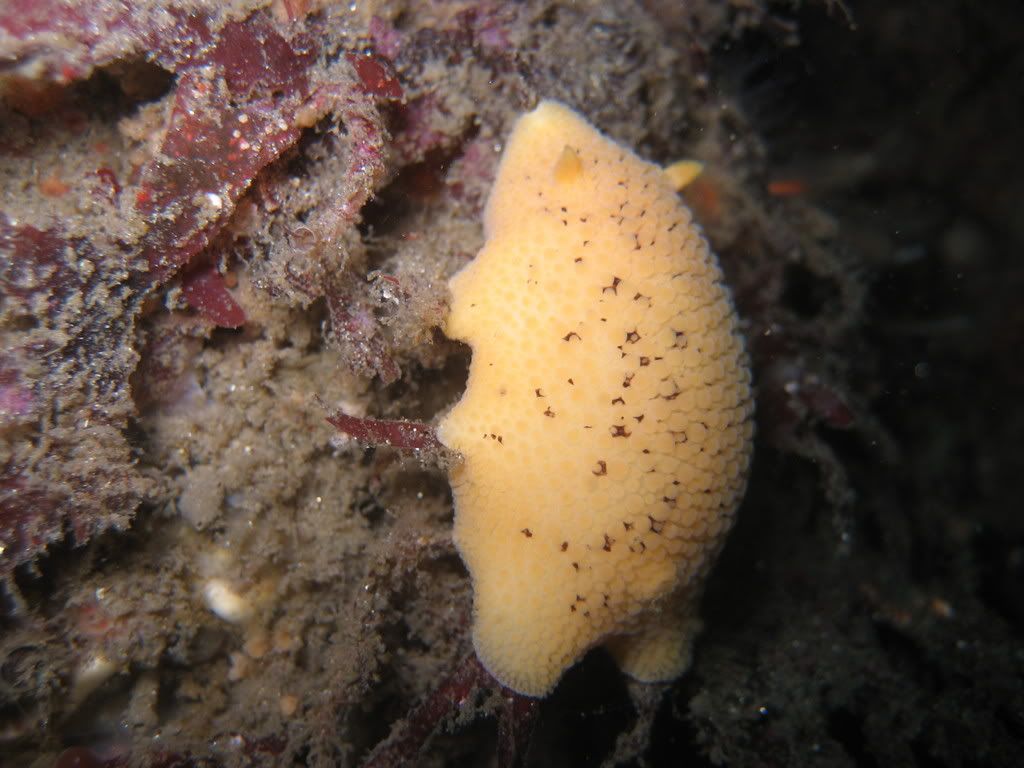 SeaLemonDiaululanobilis2.jpg