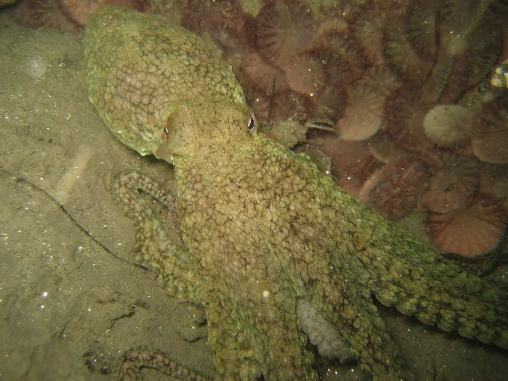 Two-spotoctopus10.jpg