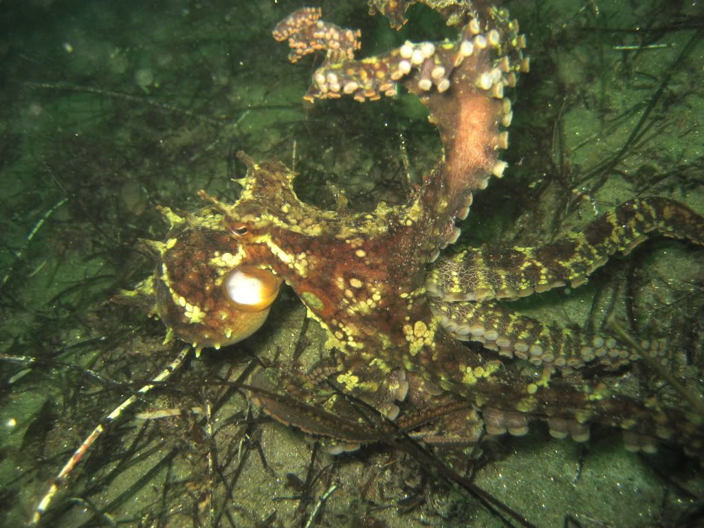 Two-spotoctopus8.jpg