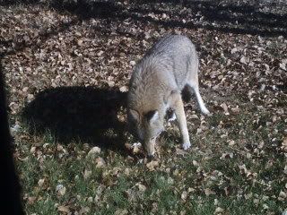 question about coyotes - Homesteading Questions