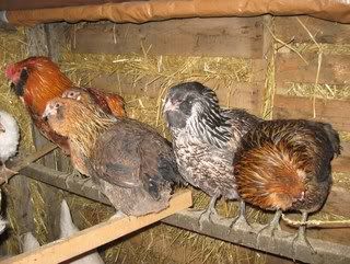 How to post pics.... - Computer Questions