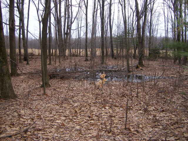 http://i359.photobucket.com/albums/oo38/francishunting/Hunting%20Projects/Backyard/Thebegining1.jpg