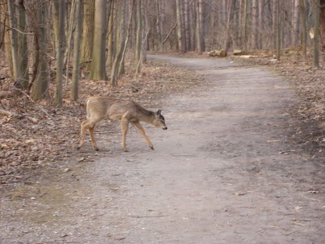 http://i359.photobucket.com/albums/oo38/francishunting/Mics%20Hunting%20Pics/DSCF0141.jpg