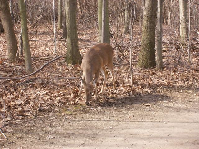http://i359.photobucket.com/albums/oo38/francishunting/Mics%20Hunting%20Pics/Deer1.jpg