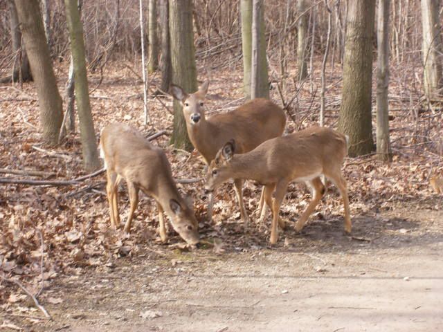 http://i359.photobucket.com/albums/oo38/francishunting/Mics%20Hunting%20Pics/Deer2.jpg