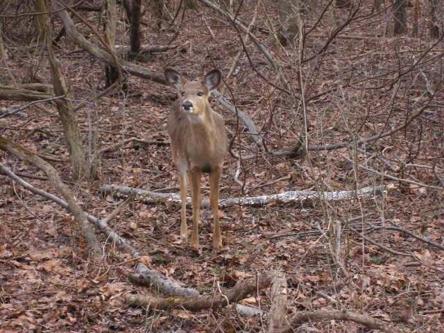 http://i359.photobucket.com/albums/oo38/francishunting/Mics%20Hunting%20Pics/Deer3.jpg