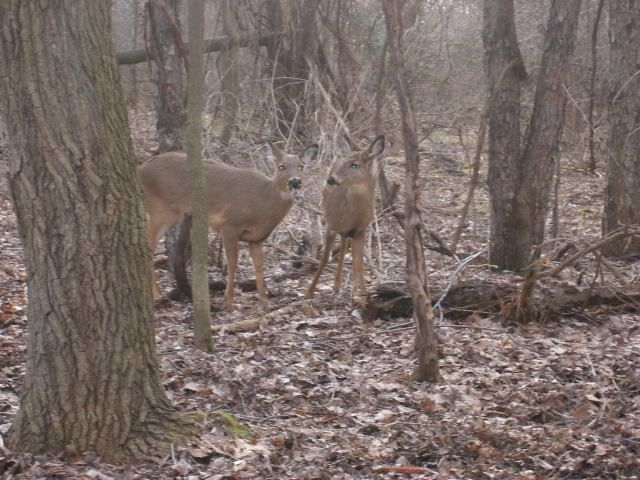http://i359.photobucket.com/albums/oo38/francishunting/Mics%20Hunting%20Pics/Deer4.jpg