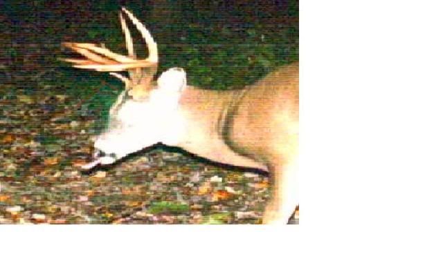 http://i359.photobucket.com/albums/oo38/francishunting/Trail%20Camera%20Pics/Backyard_2009/closeup3.jpg
