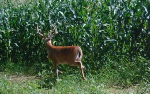 http://i359.photobucket.com/albums/oo38/francishunting/Trail%20Camera%20Pics/Marlins/Bucks/Closeup1.jpg