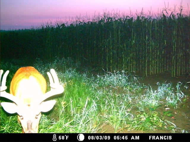 http://i359.photobucket.com/albums/oo38/francishunting/Trail%20Camera%20Pics/Marlins/Bucks/MDGC0007.jpg