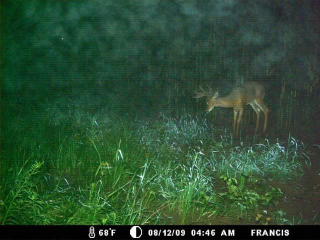 http://i359.photobucket.com/albums/oo38/francishunting/Trail%20Camera%20Pics/Marlins/Bucks/MDGC0056.jpg