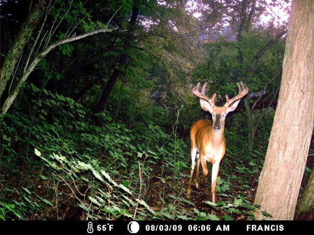 http://i359.photobucket.com/albums/oo38/francishunting/Trail%20Camera%20Pics/Marlins/Bucks/Wide8.jpg