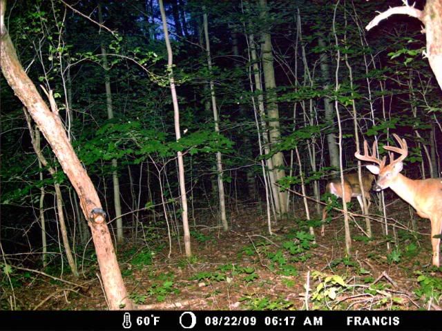 http://i359.photobucket.com/albums/oo38/francishunting/Trail%20Camera%20Pics/Marlins/Bucks/woodline248.jpg