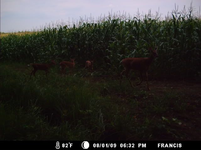 http://i359.photobucket.com/albums/oo38/francishunting/Trail%20Camera%20Pics/Marlins/Fawns/Triplets.jpg