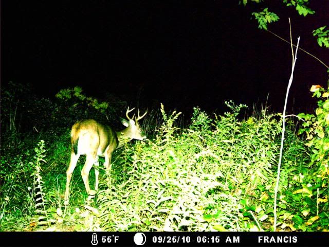 http://i359.photobucket.com/albums/oo38/francishunting/Trail%20Camera%20Pics/lilbuck2.jpg