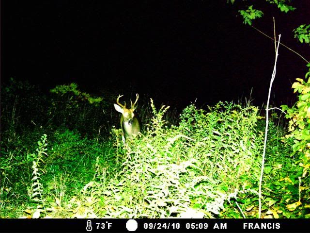 http://i359.photobucket.com/albums/oo38/francishunting/Trail%20Camera%20Pics/tallbrow.jpg