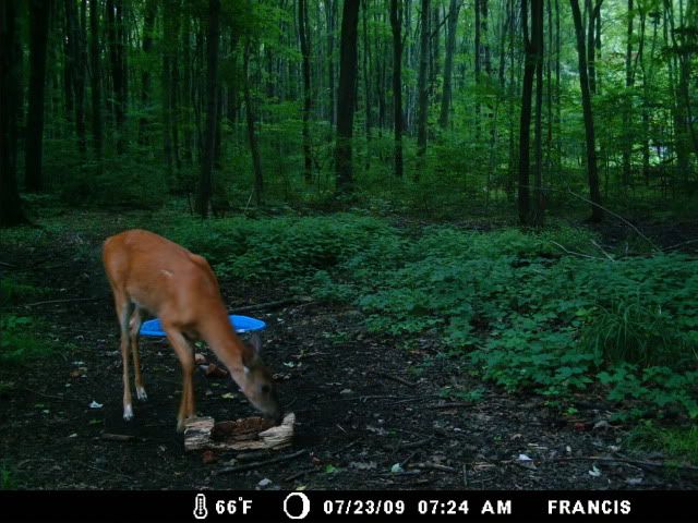 http://i359.photobucket.com/albums/oo38/francishunting/Trail%20Camera%20Pics/whitefeet.jpg