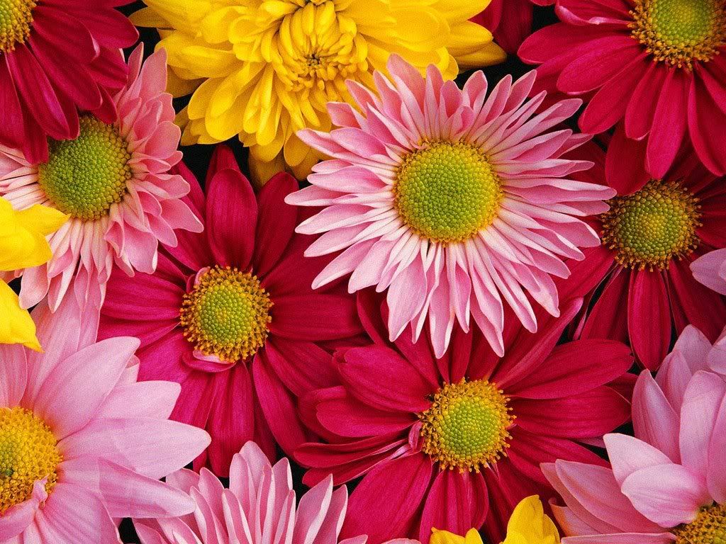 GERBERA DAISIES Pictures, Images and Photos