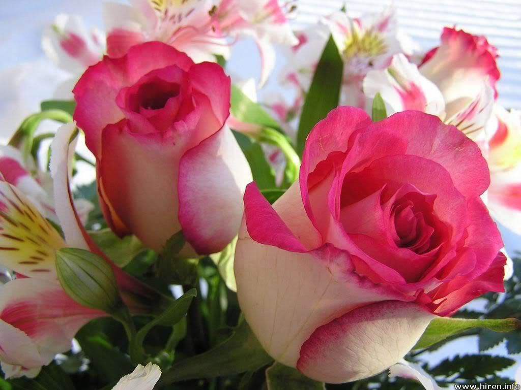 beautiful-roses.jpg%20ROSES%20image%20by%20heather7861
