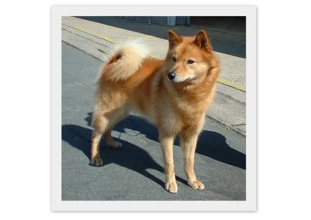 Brown Japanese Spitz