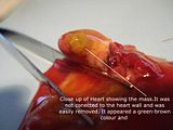 th_Heartclosup.jpg