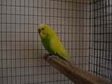 th_Pair1-CWDkGrnCOCK-ID10.jpg