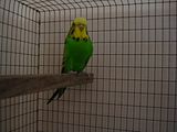 th_Pair1-LtGrnHEN-ID26.jpg