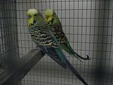 th_Pair2-GFsfCobCOCK-ID12.jpg