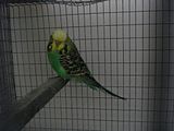 th_Pair2-LtGrnHEN-ID41.jpg