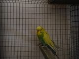 th_Pair3-CWDkGrnHEN-ID11.jpg