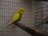 th_Pair3-CWOliveCOCK-ID13.jpg