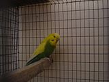 th_Pair4-CWDkGrnHEN-ID8.jpg