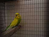 th_Pair4-CWLtGrnCOCK-ID9.jpg