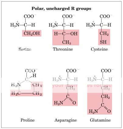 Polar, Uncharged R Groups Photo by marjan_12 | Photobucket